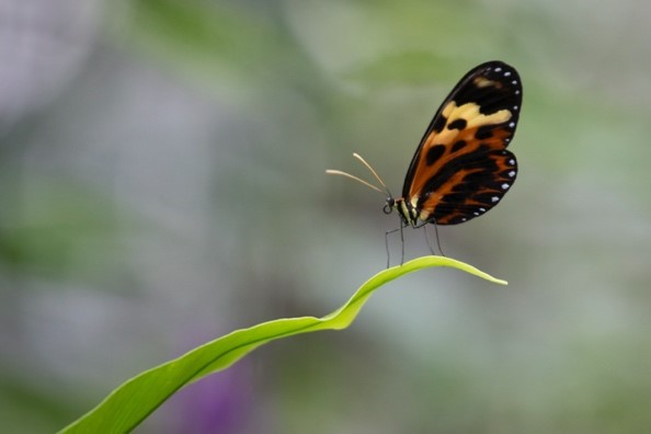 Butterfly on plant