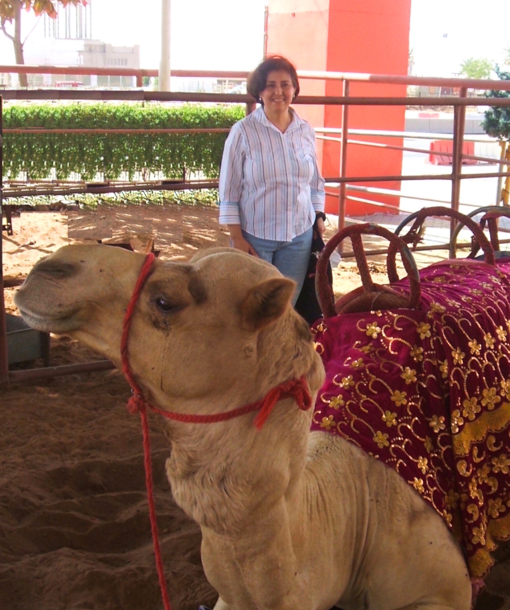 Laura stands by a camel while traveling to Dubai.